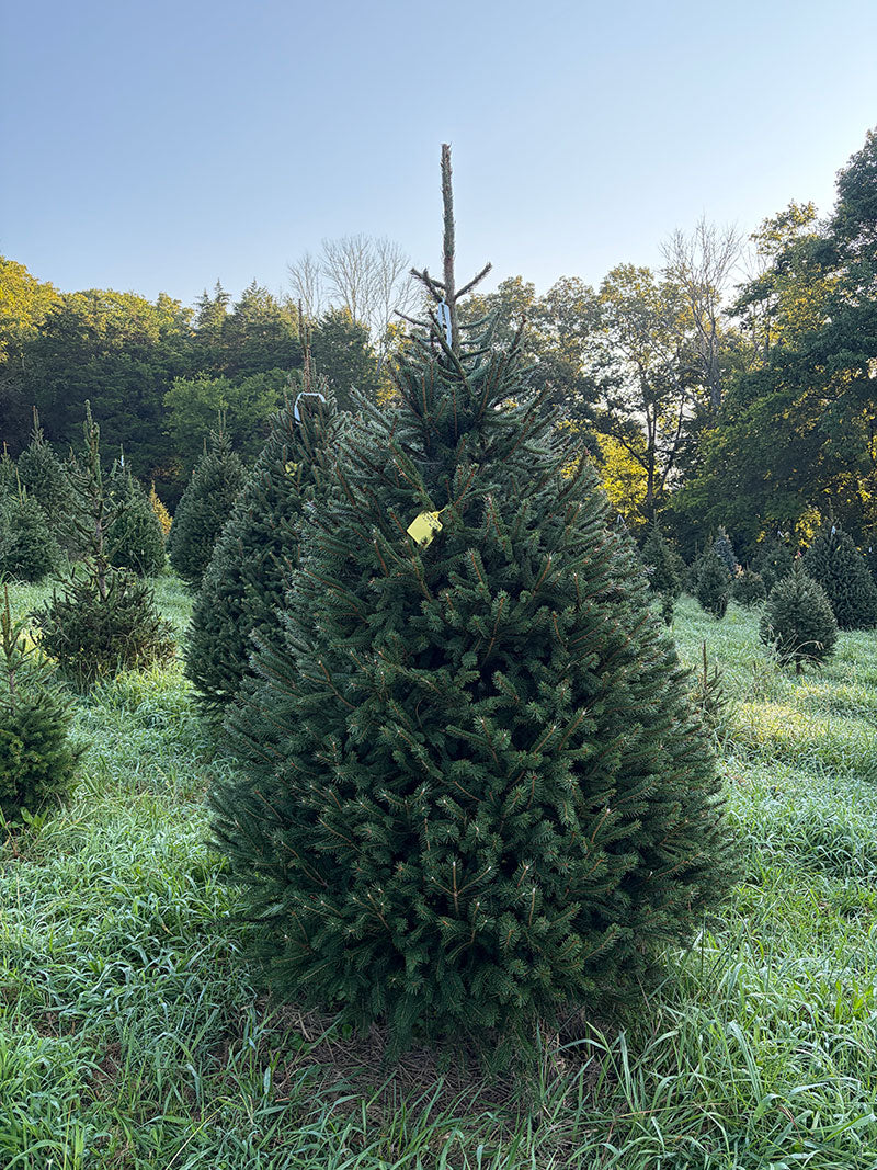 7' 11" Choose and Cut Norway Spruce, 56" Base