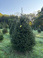 7' 11" Choose and Cut Norway Spruce, 56" Base