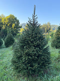 7' 11" Choose and Cut Norway Spruce, 56" Base