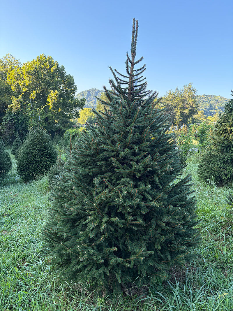 7' 11" Choose and Cut Norway Spruce, 56" Base