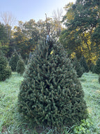 7' 9" Choose and Cut Norway Spruce, 59" Base