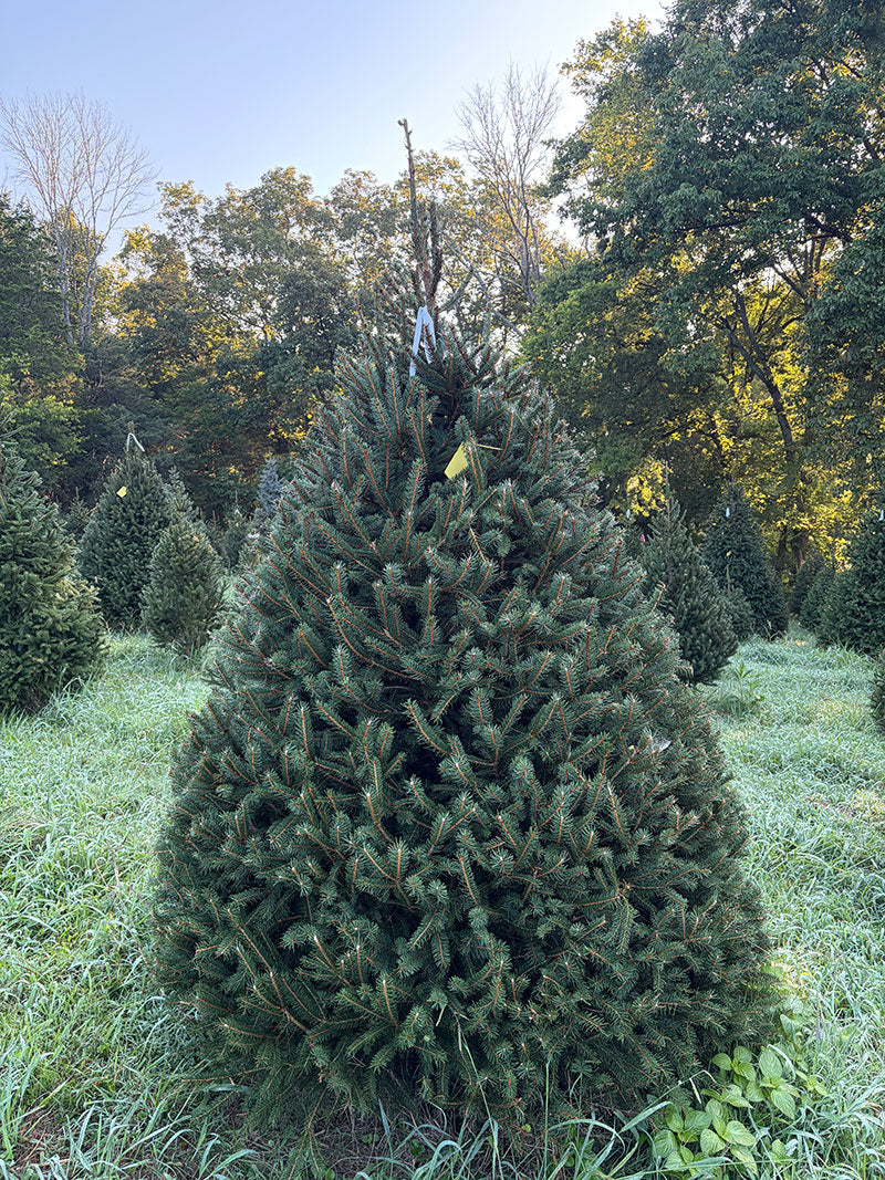 7' 9" Choose and Cut Norway Spruce, 59" Base
