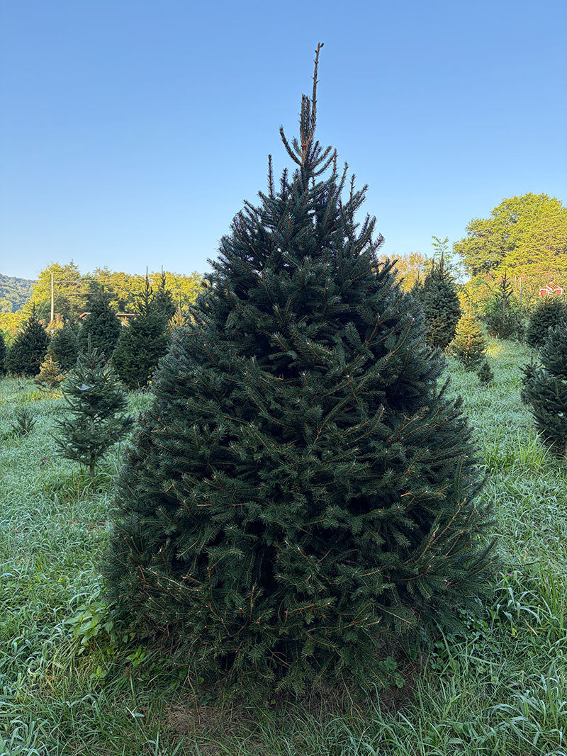 7' 9" Choose and Cut Norway Spruce, 59" Base