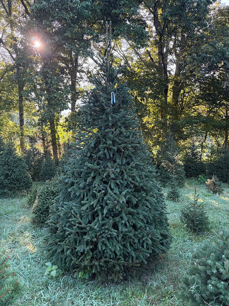 9' 7" Choose and Cut Norway Spruce, 63" Base