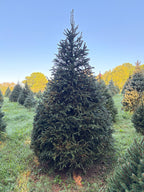 9' 7" Choose and Cut Norway Spruce, 63" Base
