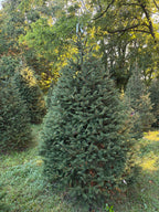 7' 8" Choose and Cut Norway Spruce, 58" Base