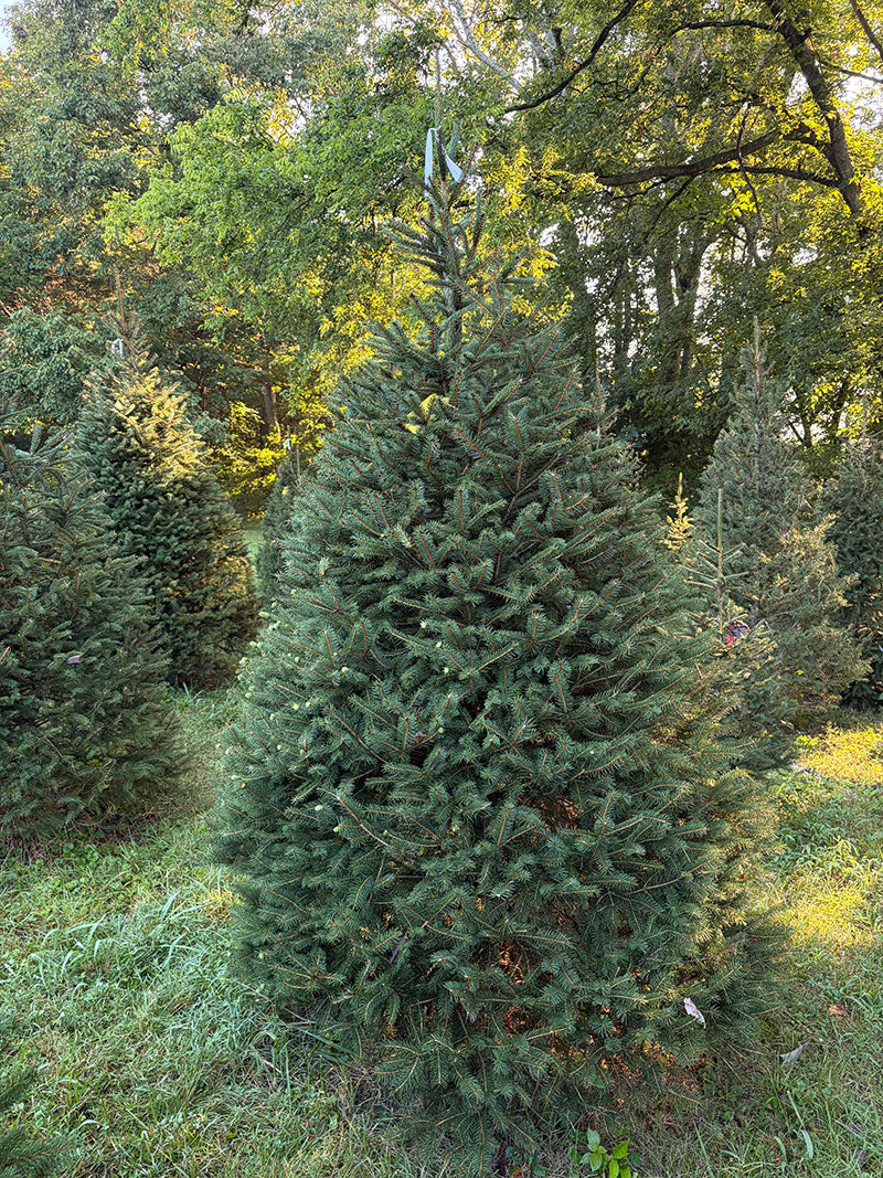 7' 8" Choose and Cut Norway Spruce, 58" Base