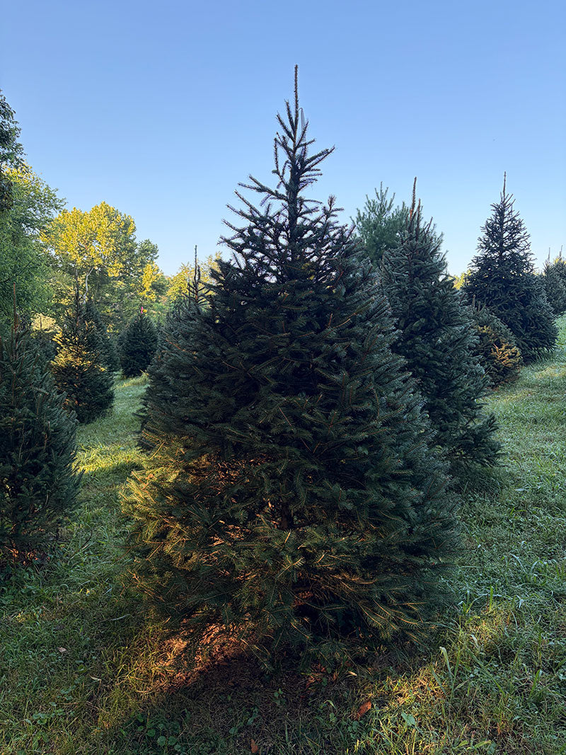 7' 8" Choose and Cut Norway Spruce, 58" Base