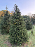 8' 11" Choose and Cut Norway Spruce, 56" Base