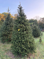 8' 11" Choose and Cut Norway Spruce, 56" Base