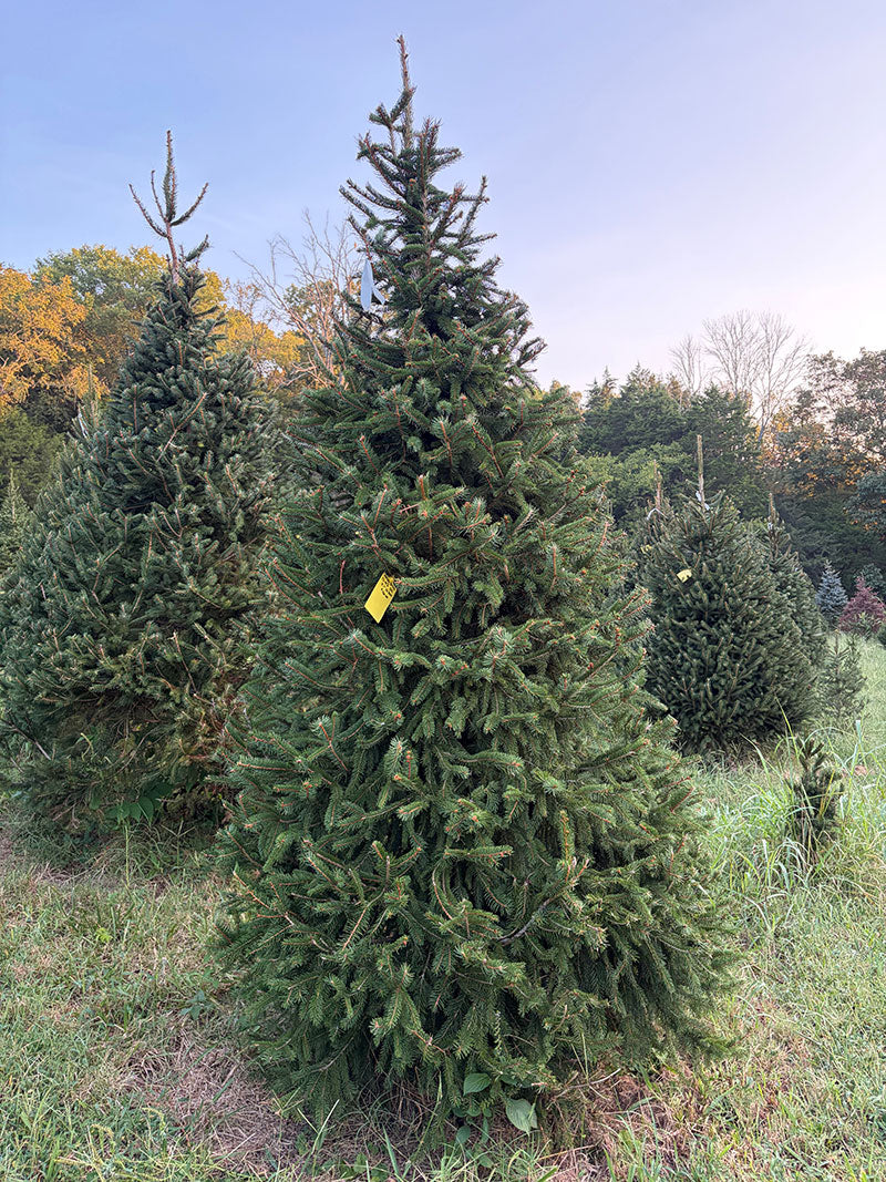 8' 11" Choose and Cut Norway Spruce, 56" Base