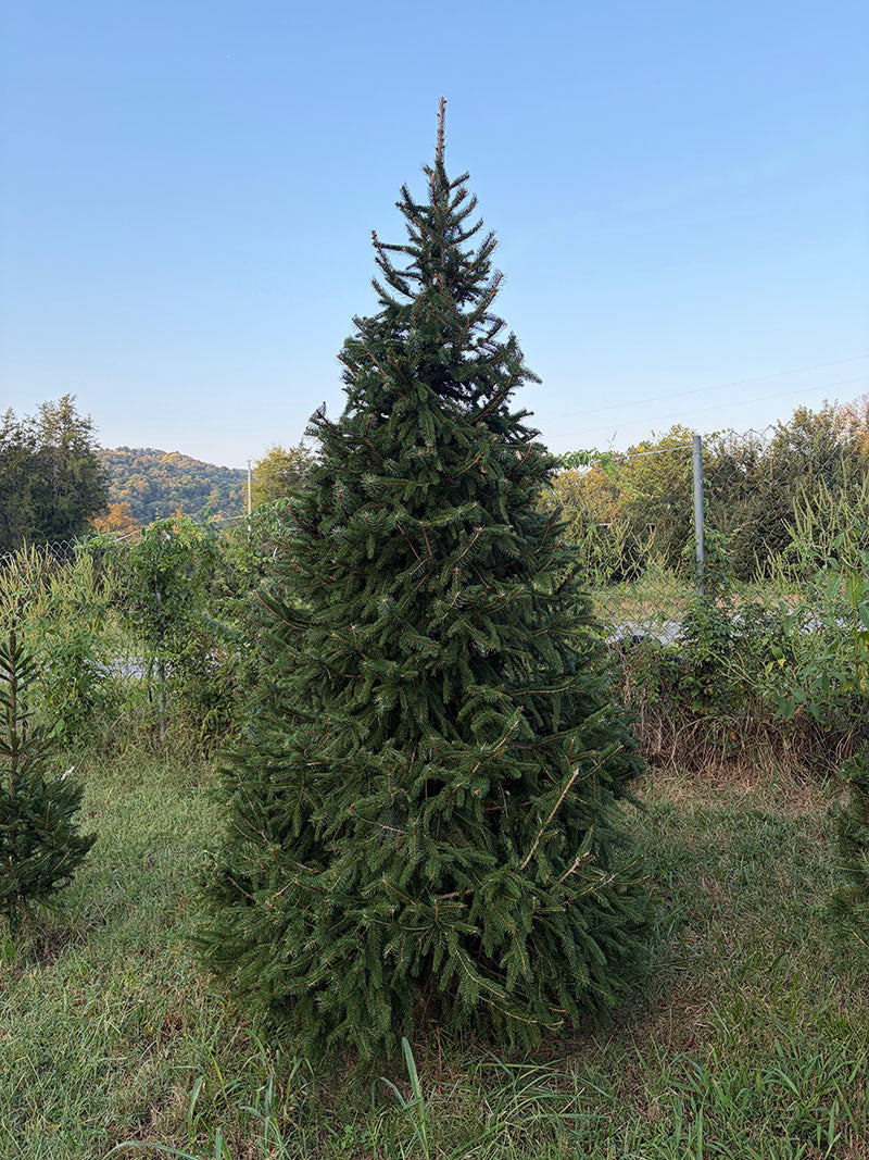 8' 11" Choose and Cut Norway Spruce, 56" Base
