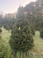 8' 7" Choose and Cut Norway Spruce, 58" Base