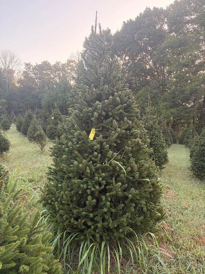 8' 7" Choose and Cut Norway Spruce, 58" Base