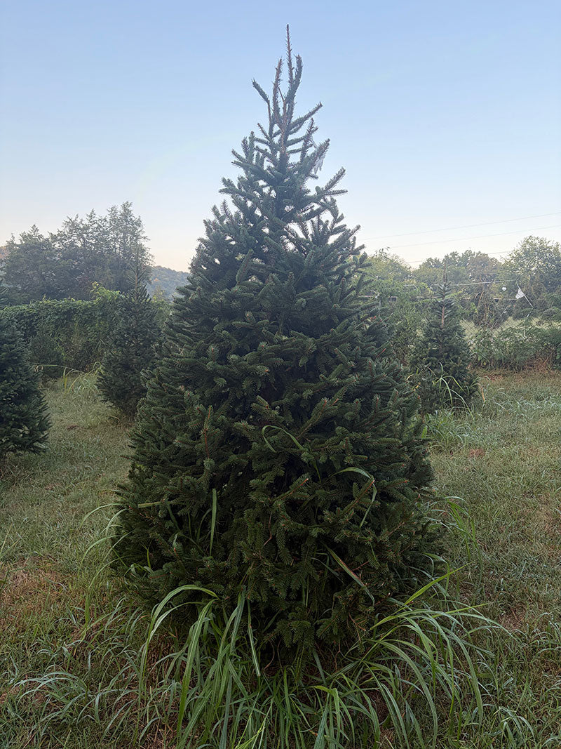 8' 7" Choose and Cut Norway Spruce, 58" Base