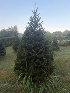 8' 7" Choose and Cut Norway Spruce, 58" Base