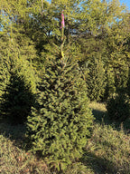 6' 3" Ball and Burlap Norway Spruce, 38" Base