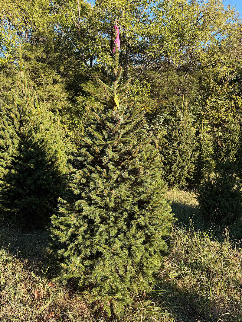 6' 3" Ball and Burlap Norway Spruce, 38" Base