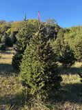 6' 3" Ball and Burlap Norway Spruce, 38" Base