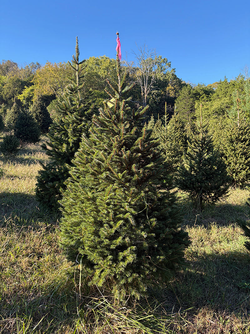 6' 3" Ball and Burlap Norway Spruce, 38" Base