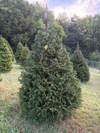 7' 3" Choose and Cut Norway Spruce, 54" Base