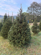 7' 3" Choose and Cut Norway Spruce, 54" Base