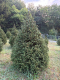 7' 6" Choose and Cut Norway Spruce, 50" Base