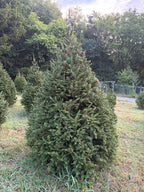 7' 6" Choose and Cut Norway Spruce, 50" Base
