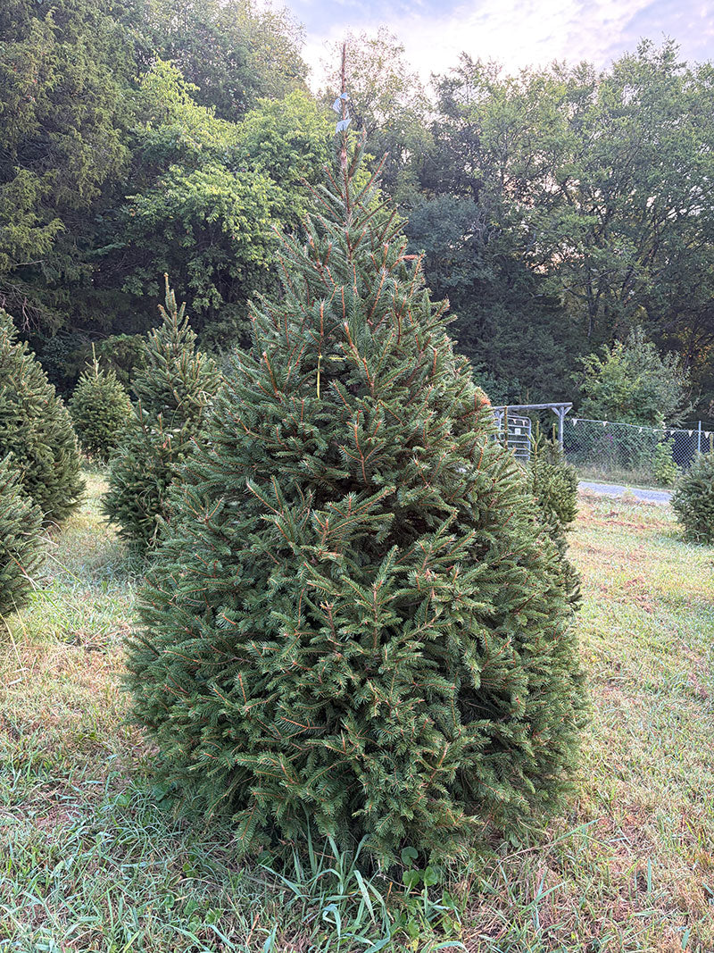 7' 6" Choose and Cut Norway Spruce, 50" Base