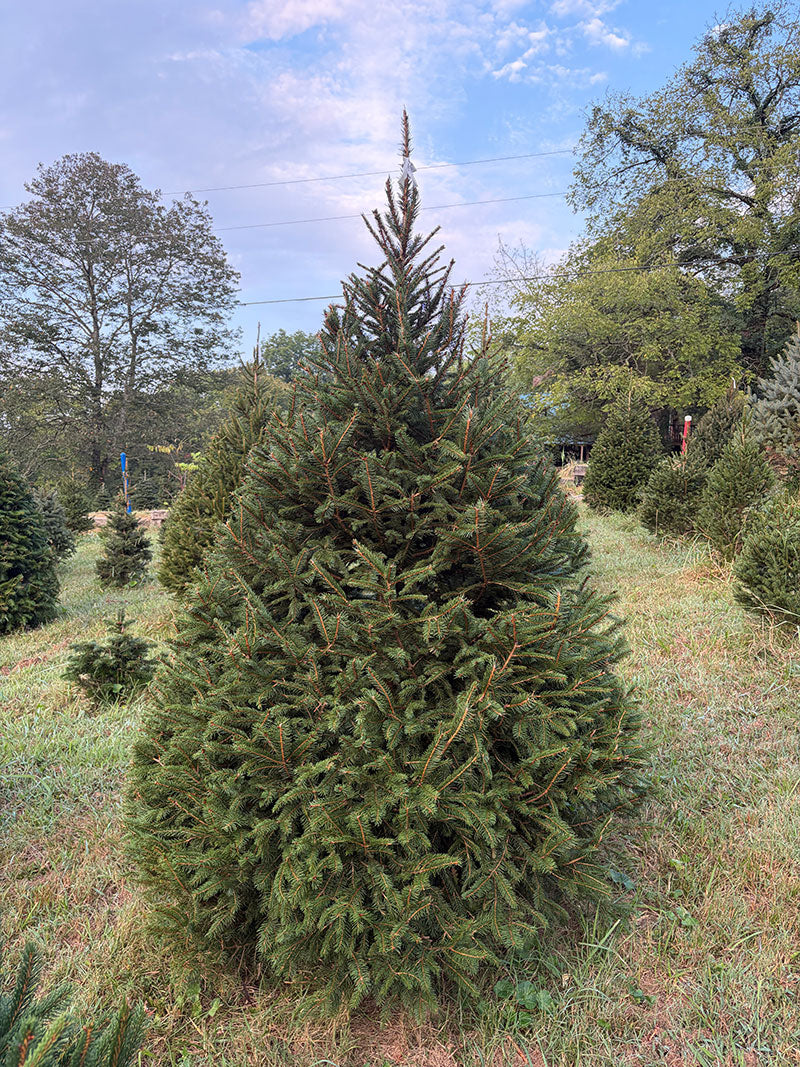 7' 6" Choose and Cut Norway Spruce, 50" Base