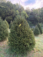 7' 4" Choose and Cut Norway Spruce, 52" Base