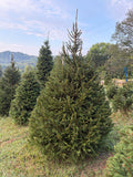 7' 4" Choose and Cut Norway Spruce, 52" Base