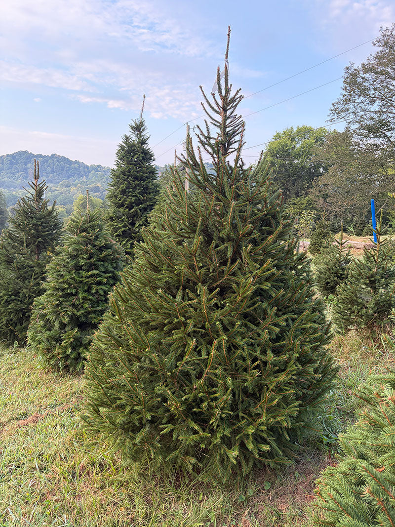 7' 4" Choose and Cut Norway Spruce, 52" Base