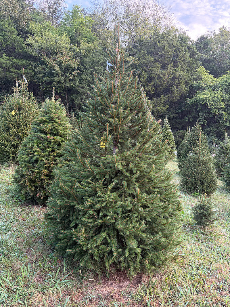 7' 10" Choose and Cut Norway Spruce, 53" Base