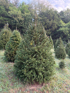 7' 10" Choose and Cut Norway Spruce, 53" Base