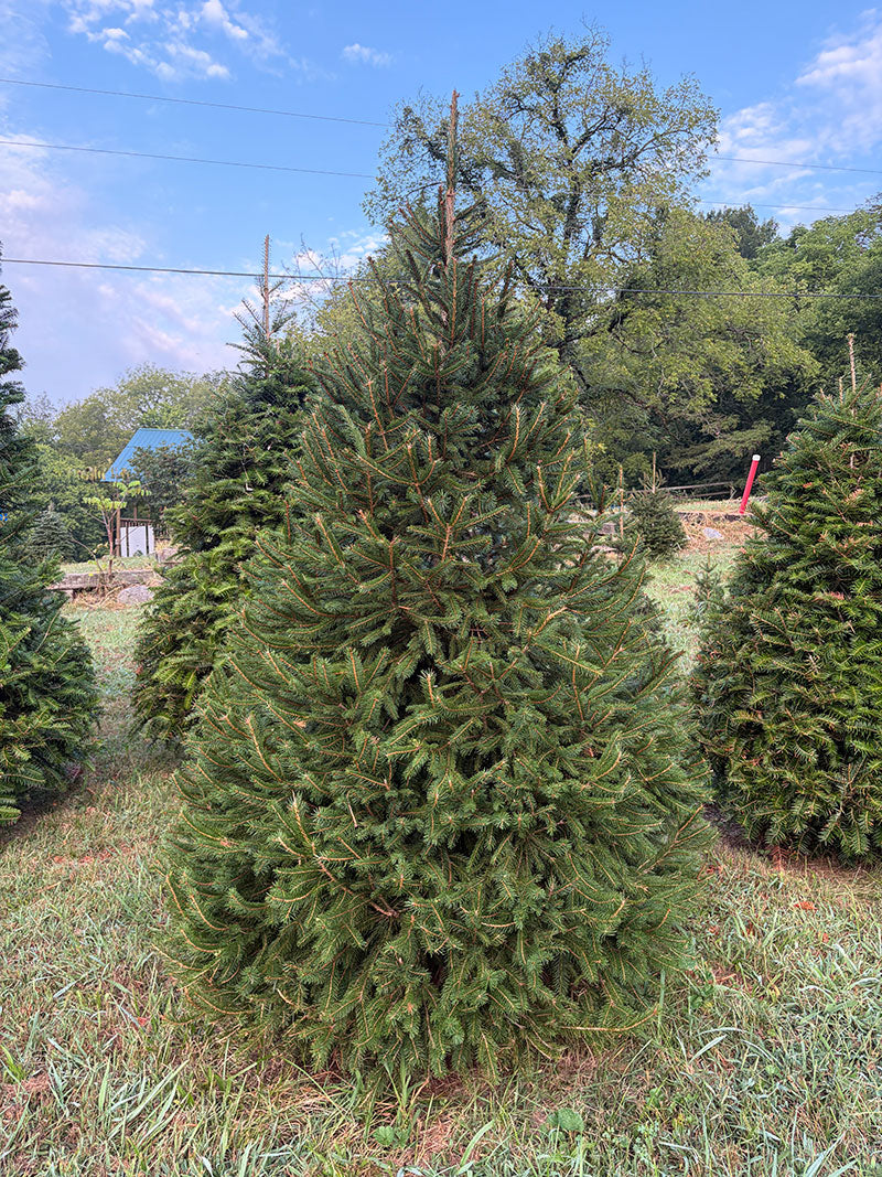 7' 10" Choose and Cut Norway Spruce, 53" Base