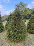 7' 10" Choose and Cut Norway Spruce, 53" Base