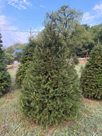 7' 10" Choose and Cut Norway Spruce, 53" Base