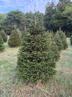 7' 1" Choose and Cut Norway Spruce, 46" Base
