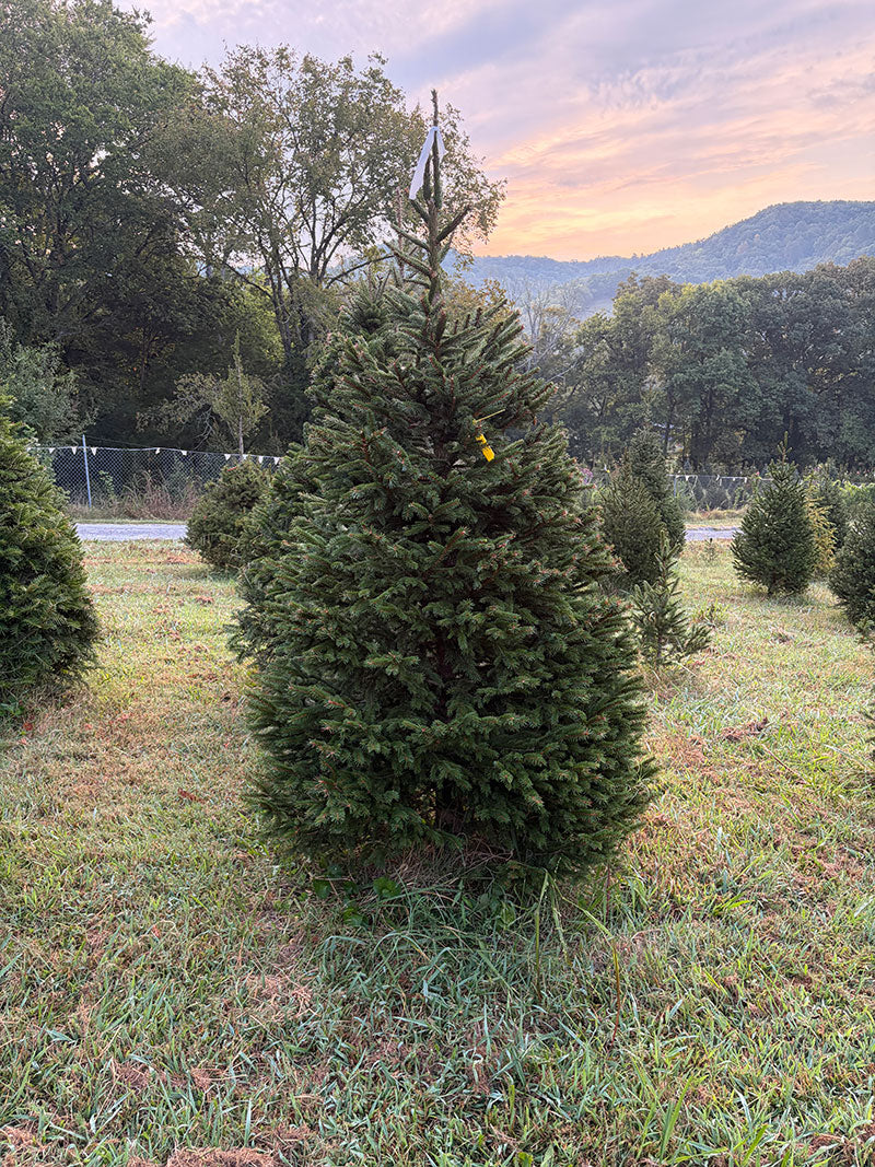 7' 1" Choose and Cut Norway Spruce, 46" Base