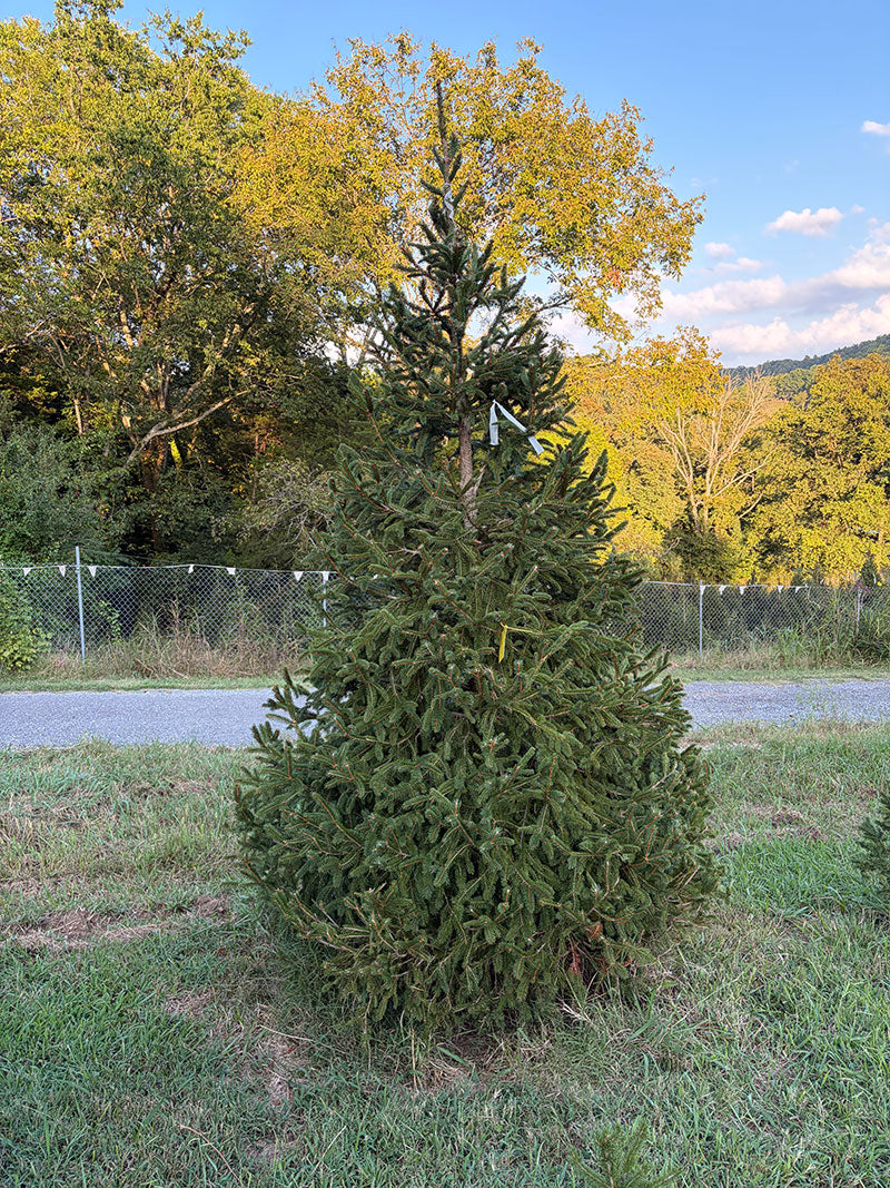 10' Choose and Cut Norway Spruce, 67" Base