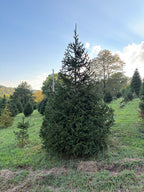 10' Choose and Cut Norway Spruce, 67" Base