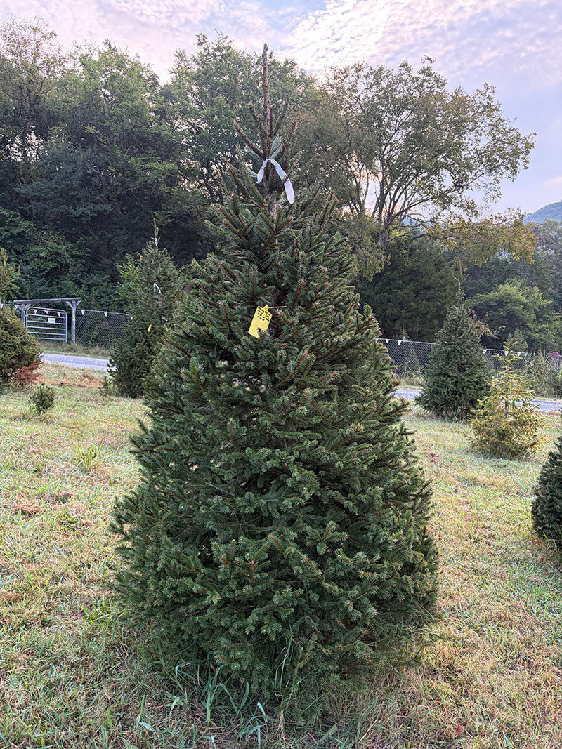 7' 5" Choose and Cut Norway Spruce, 54" Base