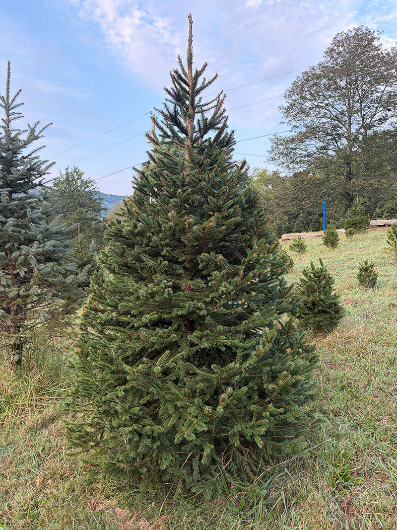 7' 5" Choose and Cut Norway Spruce, 54" Base