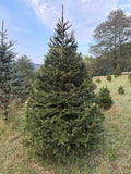 7' 5" Choose and Cut Norway Spruce, 54" Base