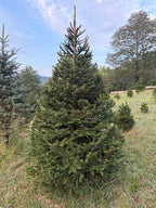 7' 5" Choose and Cut Norway Spruce, 54" Base