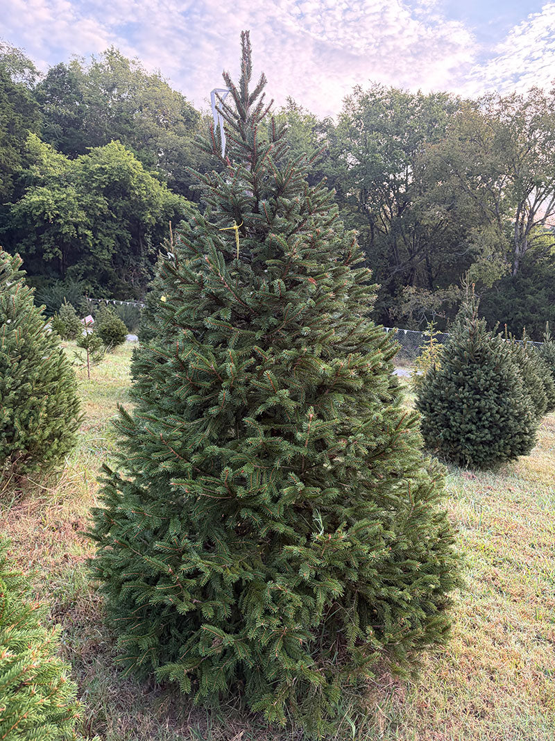 7' 1" Choose and Cut Norway Spruce, 53" Base