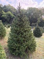 7' 1" Choose and Cut Norway Spruce, 53" Base