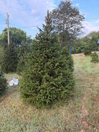 7' 1" Choose and Cut Norway Spruce, 53" Base