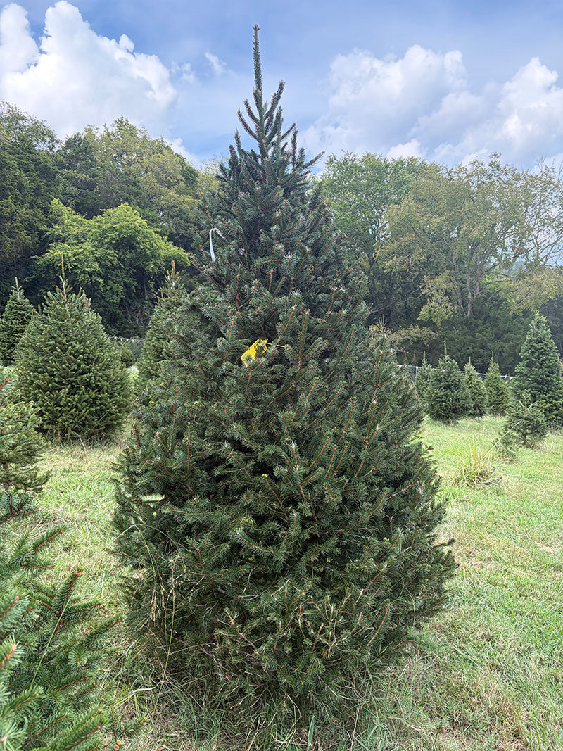 8' 1" Choose and Cut Norway Spruce, 61" Base